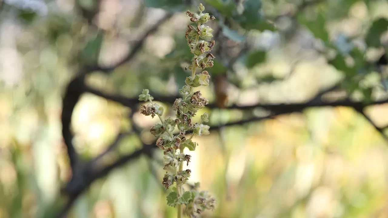 Koruma altındaki bu bitkiyi koparana 557 bin 212 lira ceza kesiliyor