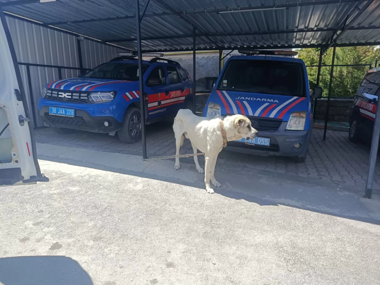 Kayseri'de vicdanları sızlatan olay: Köpeğini arabaya bağlayıp çektirdi