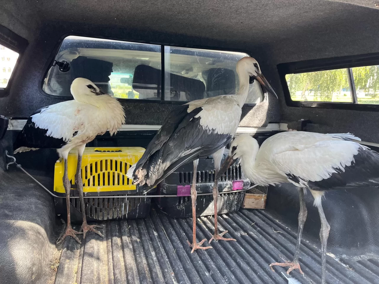Erzurum'da yuvalarından düşen leylek yavruları koruma altına alındı