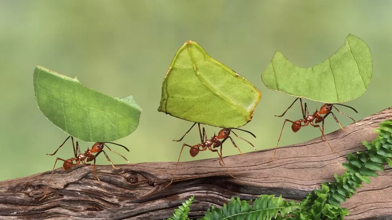 Karıncalar Birbirini Nasıl Bulur?