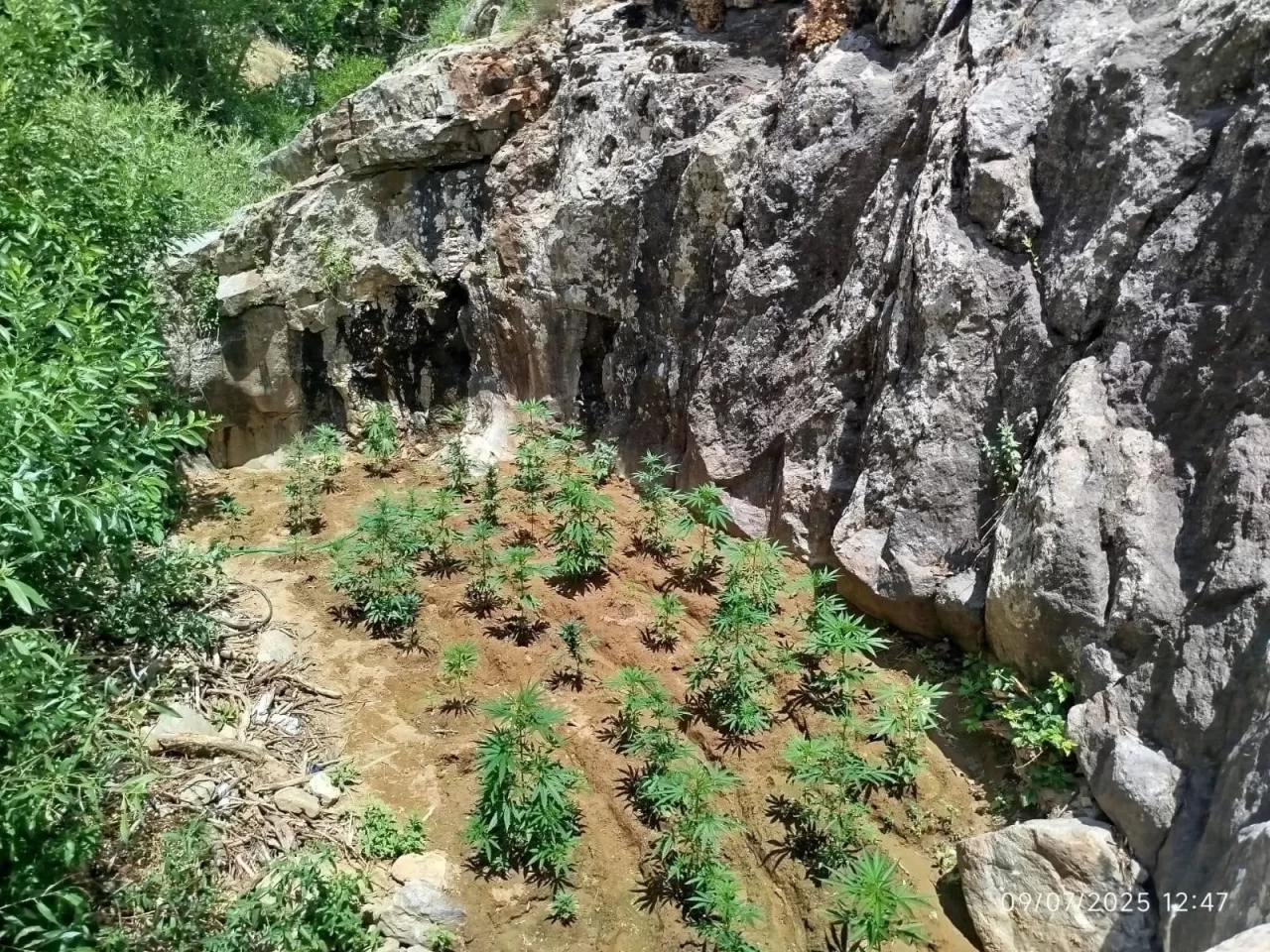 Bingöl'de 843 kök kenevir bitkisi ele geçirildi