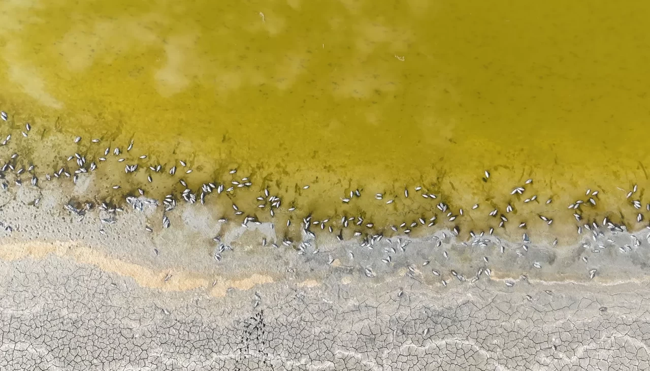 Gölde korkutan görüntü, yüzlercesi kıyıya vurdu