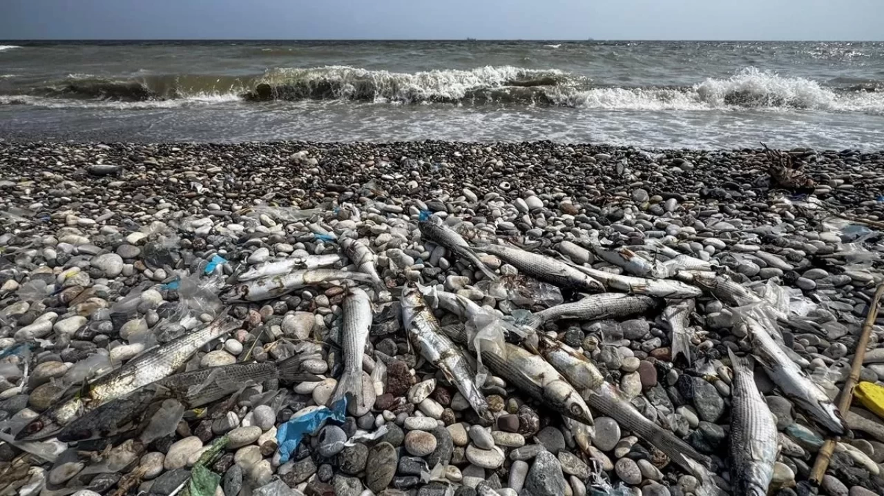 Mersin sahillerinde şok görüntü: Binlerce balık kıyıya vurdu, deniz rengi değişti!