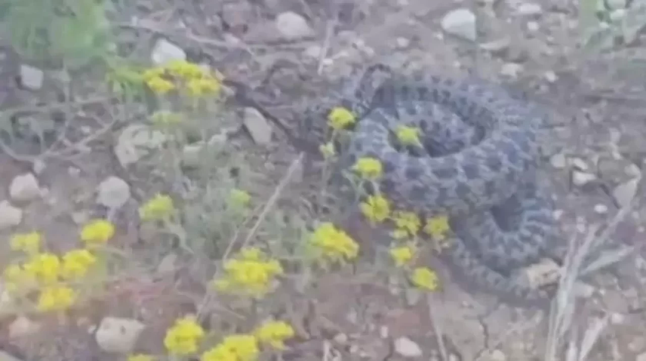 Türkiye'nin en zehirli yılanı... Dev engerek panik yaşattı