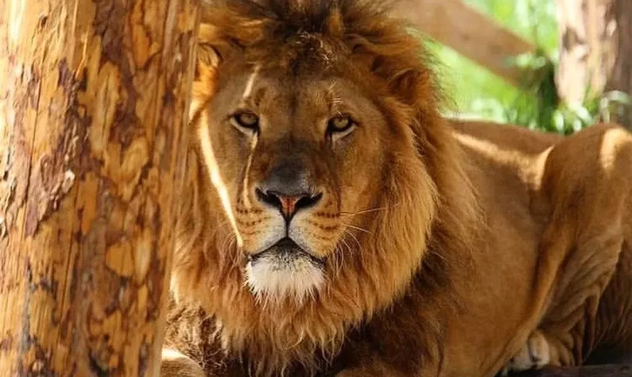 Manavgat'ta firari aslan aranıyor: Bir kişiyi ağır yaraladı