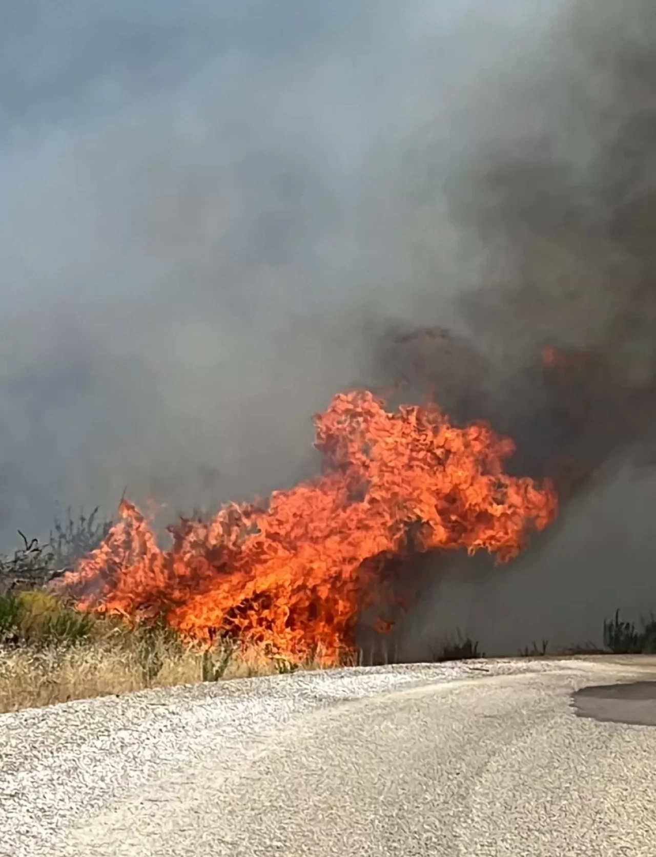 Denizli'de anız yangını ormana sıçradı