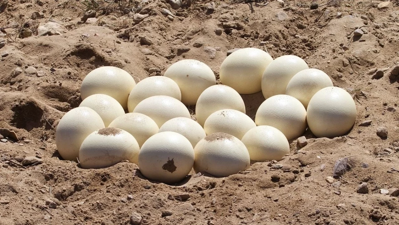 İbni Sina'nın yüzyıllar önce açıkladığı kalsiyum deposu!