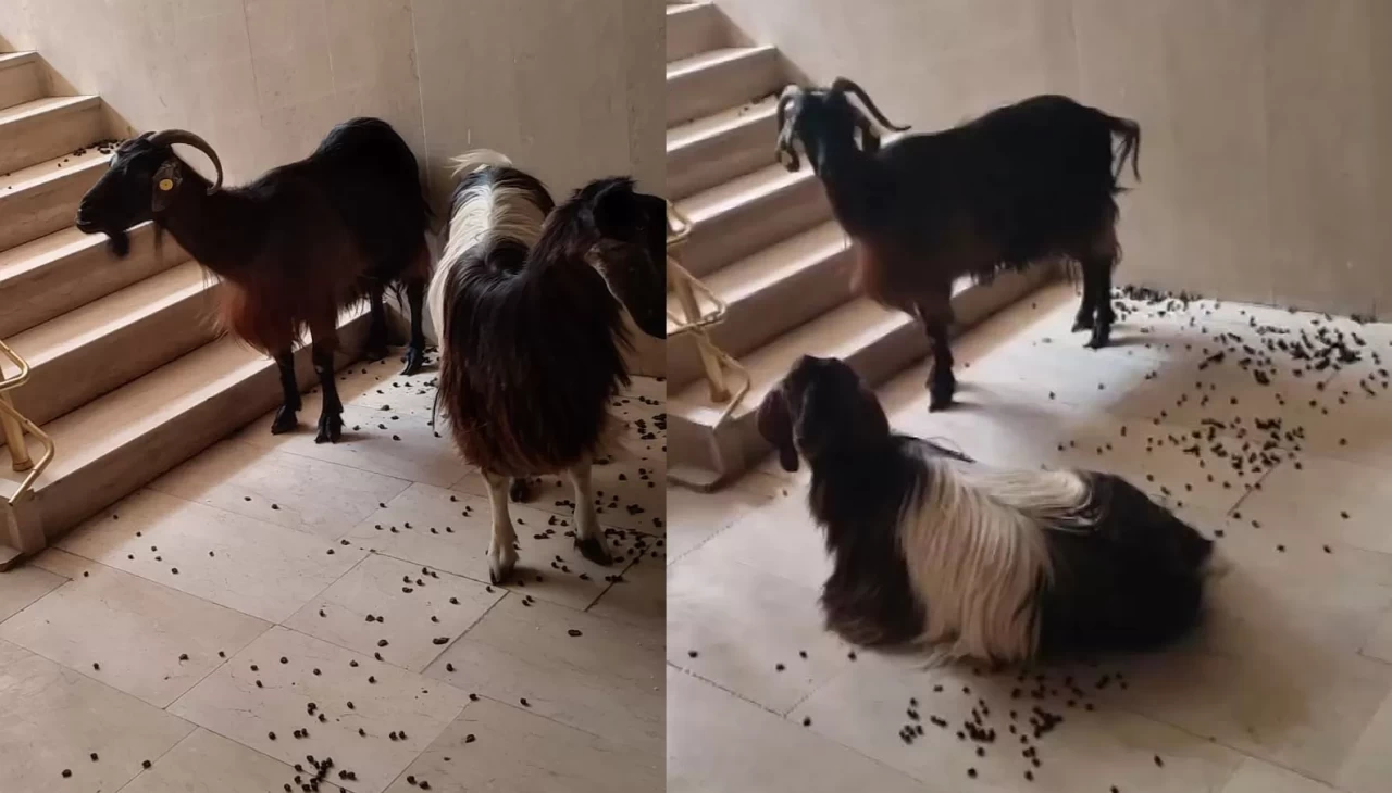 Muş'ta serinlemek için apartmana giren iki keçinin inadı tutunca asansörle indirildi