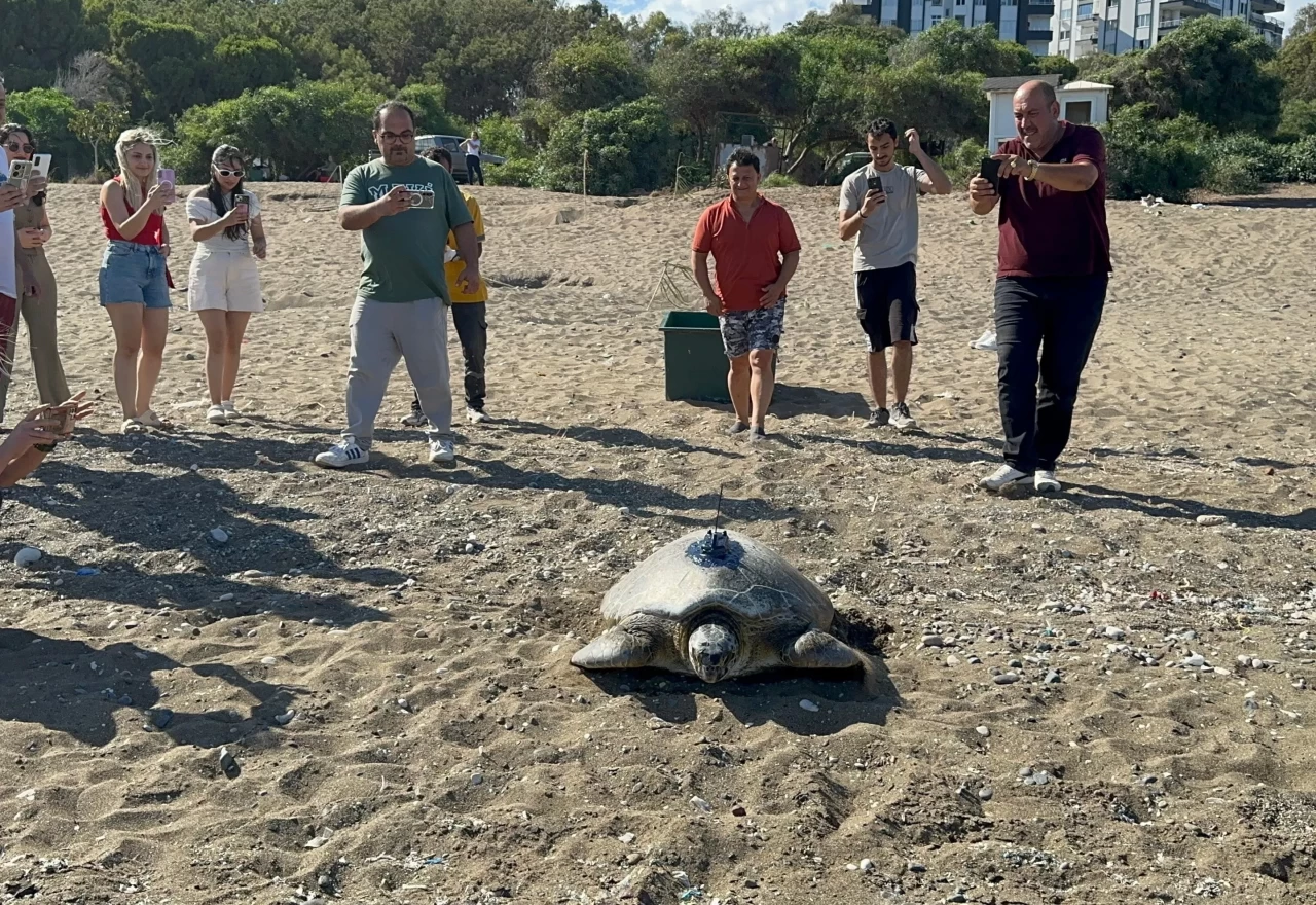 Mersin'de uydu cihazı takılan kaplumbağa denizle buluşturuldu