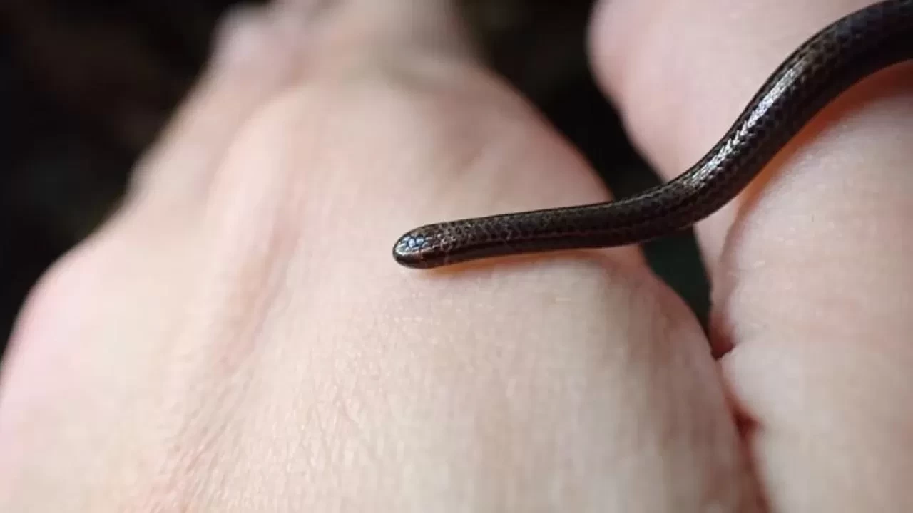 Kayadan mucize çıktı: Nesli tükendi sanılan yılan bulundu