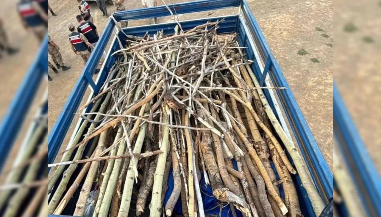 Nemrut Kalderası’nda kaçak ağaç kesimi yapan 3 kişi yakalandı