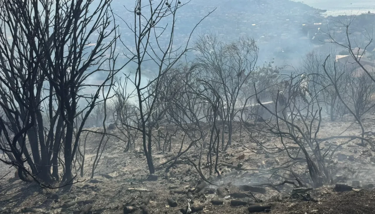 Beykoz’daki yangını çıkardığı iddia edilen kişi yakalandı! İfadesi şaşırttı