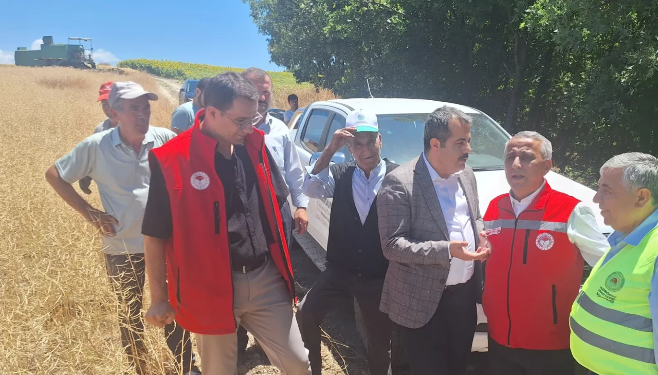 ‘Baharın İlk Arı Çiçekleri’ tarlada altına dönüştü! Kanola hasadı başladı