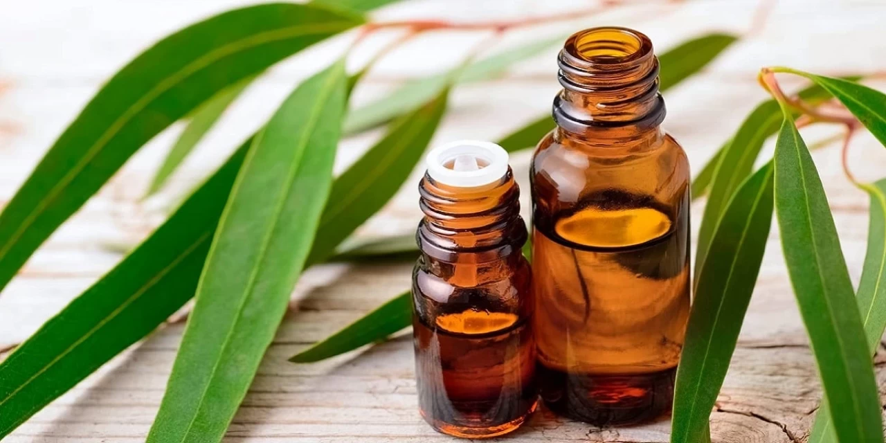 İbrahim Saraçoğlu’ndan en iyi doğal sinek kovucu!