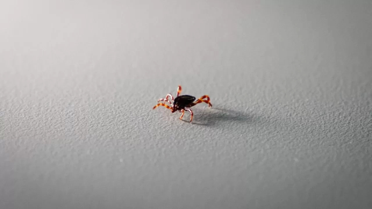 Uzmanından kritik uyarı! "Kene riski şehirlerden çok kırsalda yüksek"