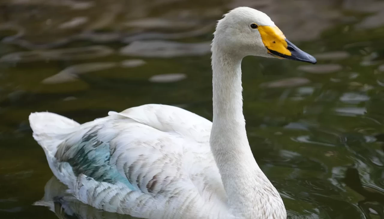 Kırıkkale’de Şehitler Parkı’nın simgesi: Zarif ve Zarife