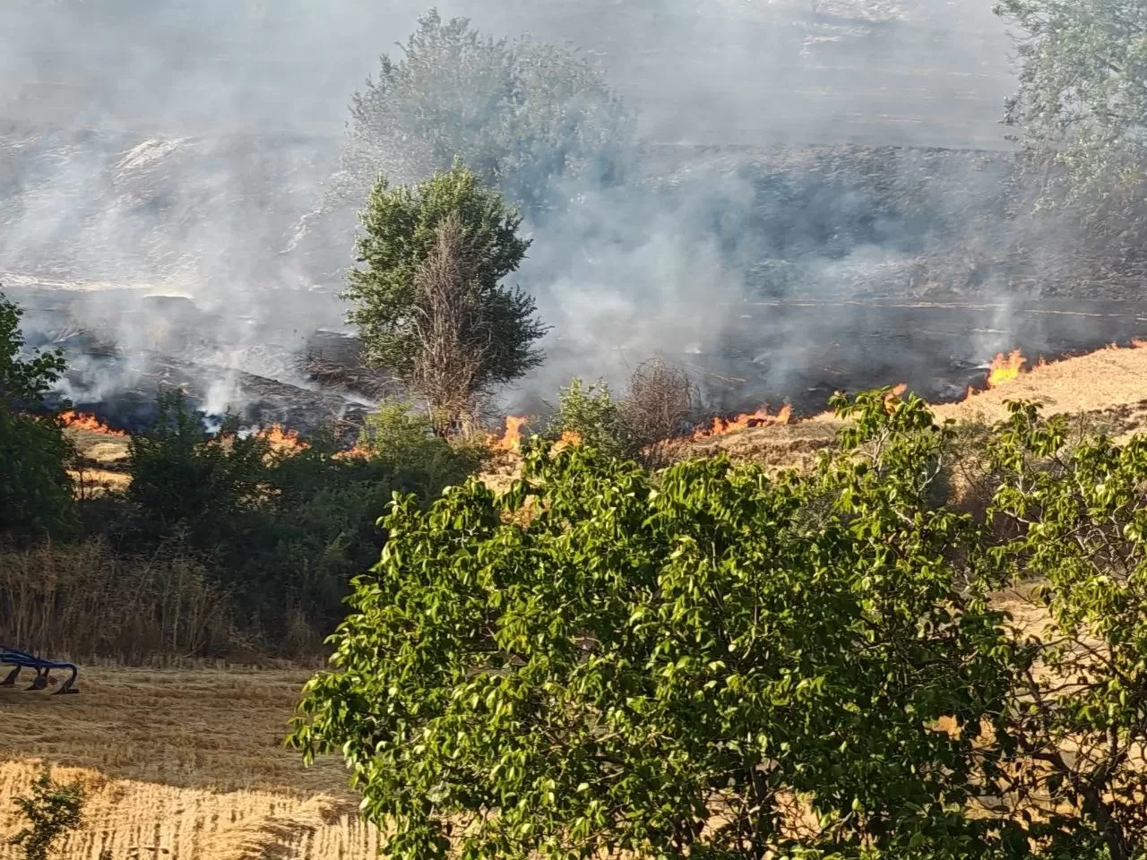 Tekirdağ'da anız yangını ormanlık alana sıçradı