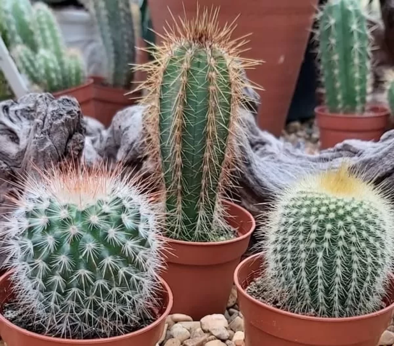 Evde kaktüs bakımı nasıl yapılır? Kaktüs nasıl sulanır?