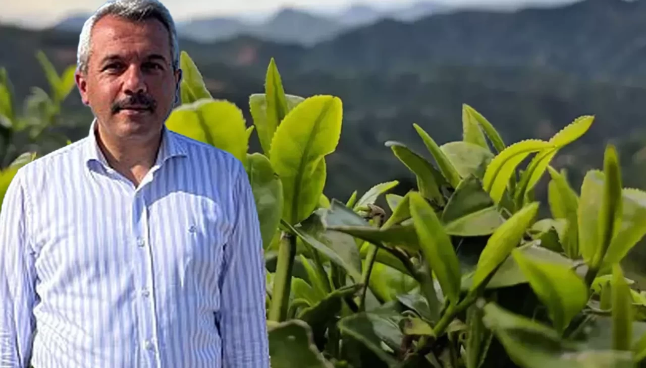 Rize Valisi'nden çay üreticilerine çağrı: 'Ucuza satmayın!'