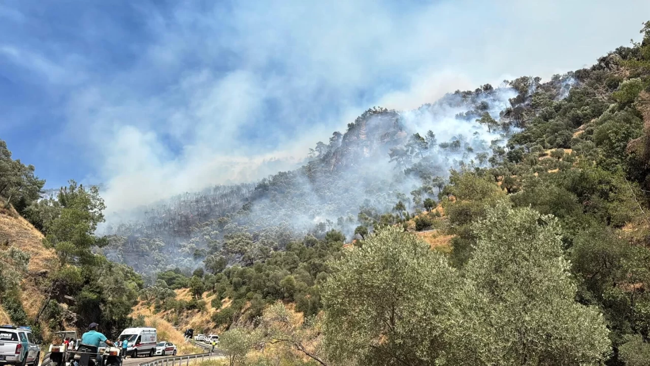 Aydın'ın Efeler ilçesinde orman yangını çıktı