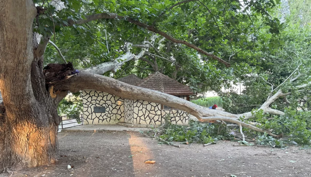 Piknik alanında ağacın dalı vatandaşların üzerine devrildi: 11 yaralı