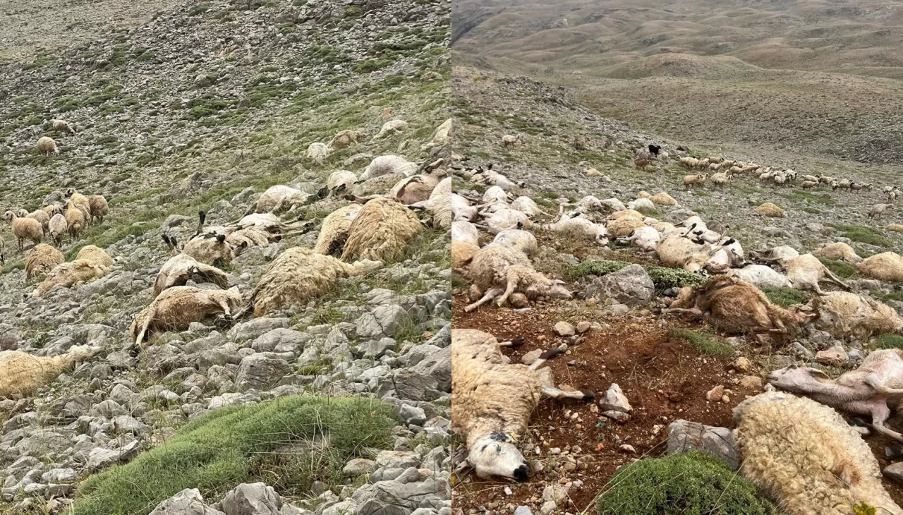 Tunceli'de yıldırım isabet eden 200 koyun telef oldu
