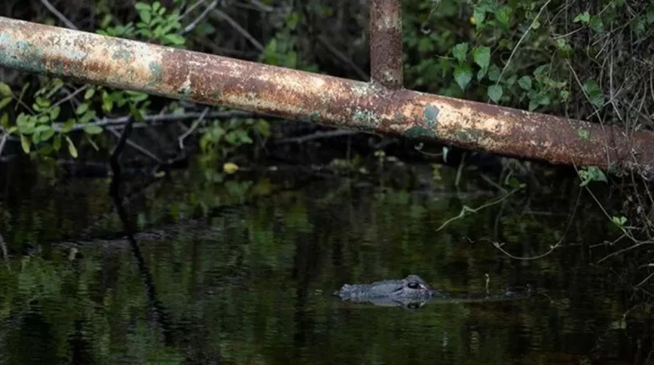 Trump'ın timsah ve pitonlarla dolu gözaltı adası açılıyor!