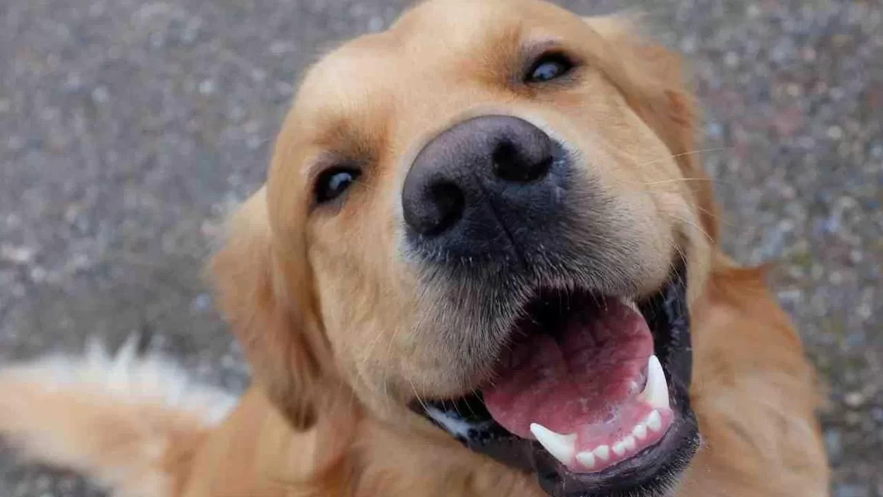 Köpekler parkinson hastalığını koku yoluyla tespit edebiliyor