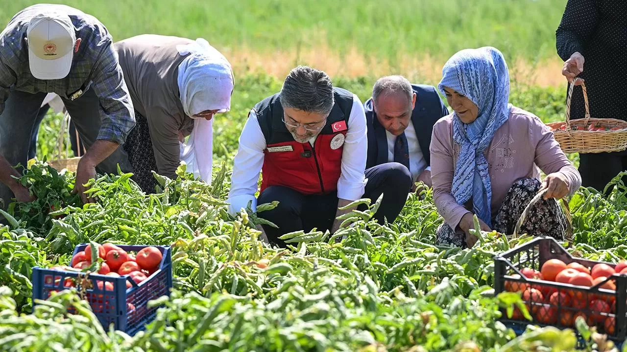 Bakan Yumaklı hasada katıldı, üreticilerle domates topladı