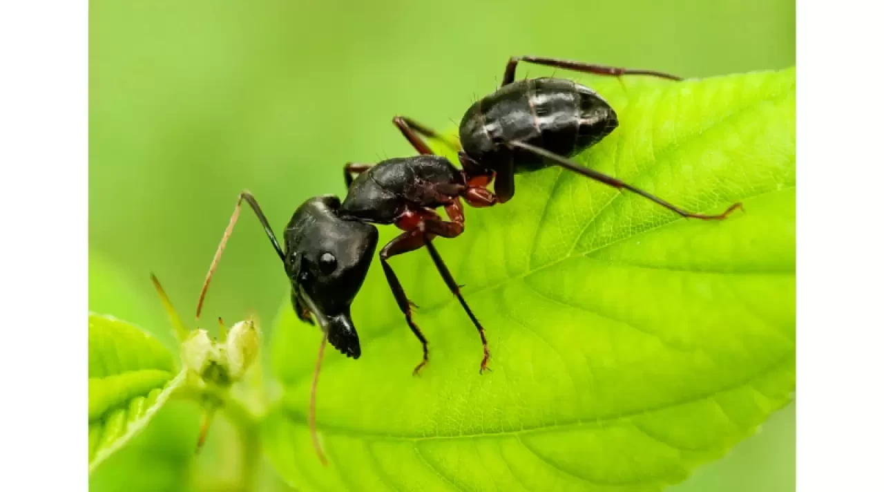 Rüyada Karınca Görmek Ne Anlama Gelir? Detaylı Rüya Tabiri
