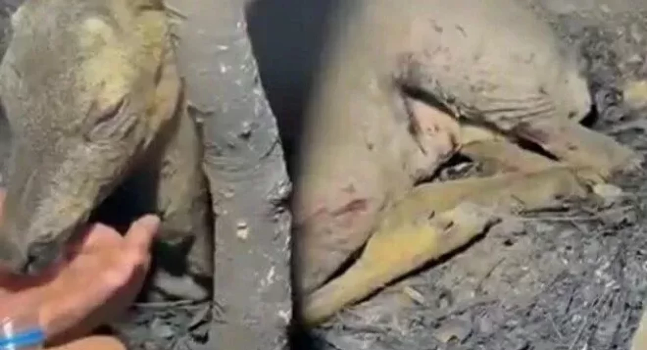 Çanakkale'de yürek burkan görüntüler! Yaralı ceylan ekipler tarafından kurtarıldı