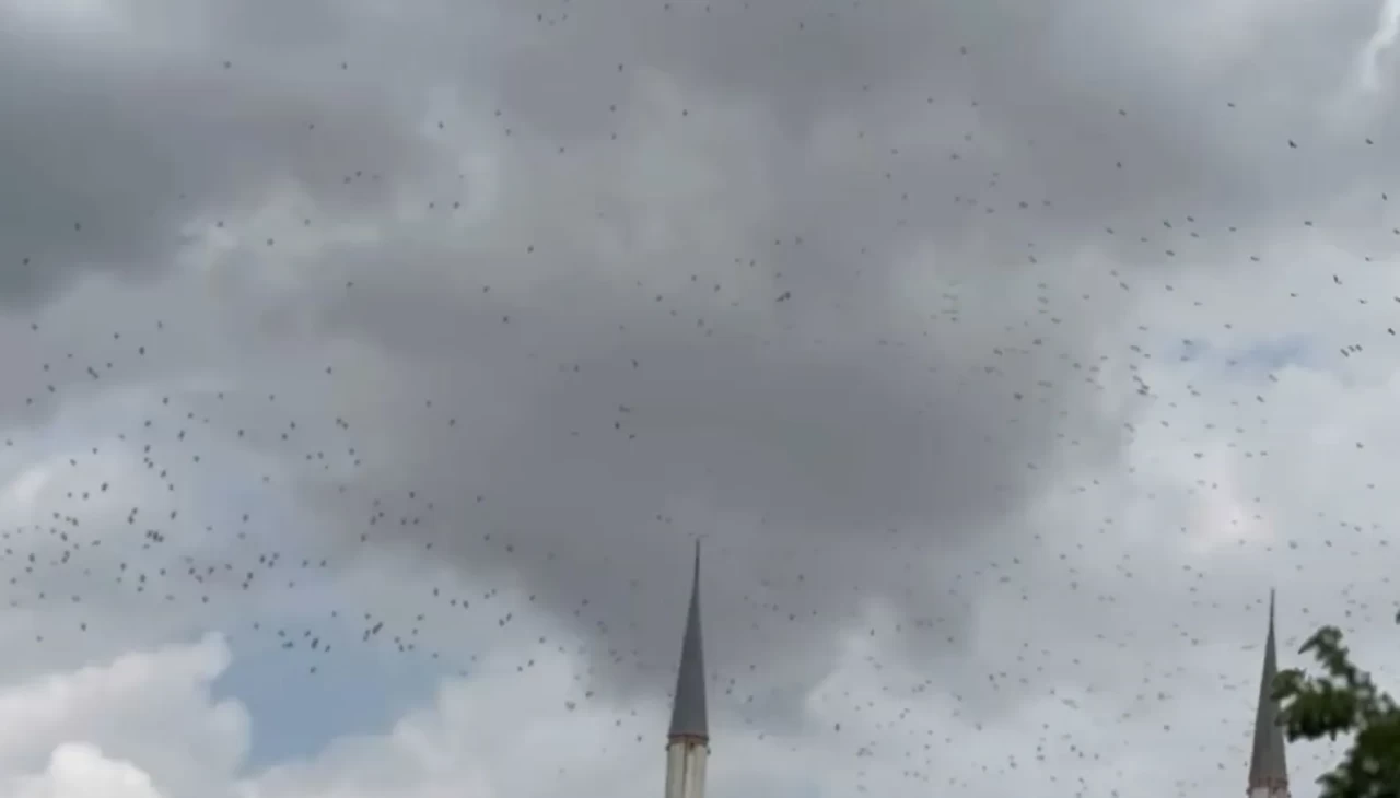 Güneye göç eden yüzlerce leylek İstanbul semalarında