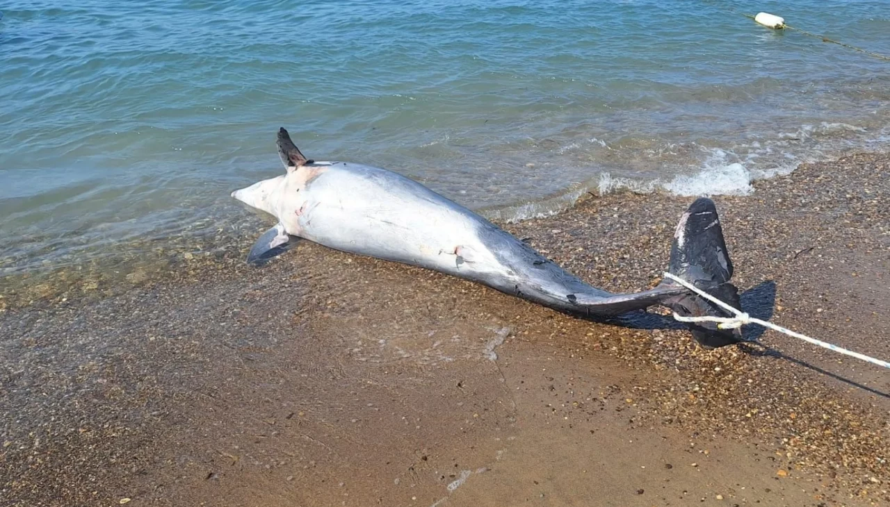 Bodrum’da ölü yunus sahile vurdu turistler şok oldu