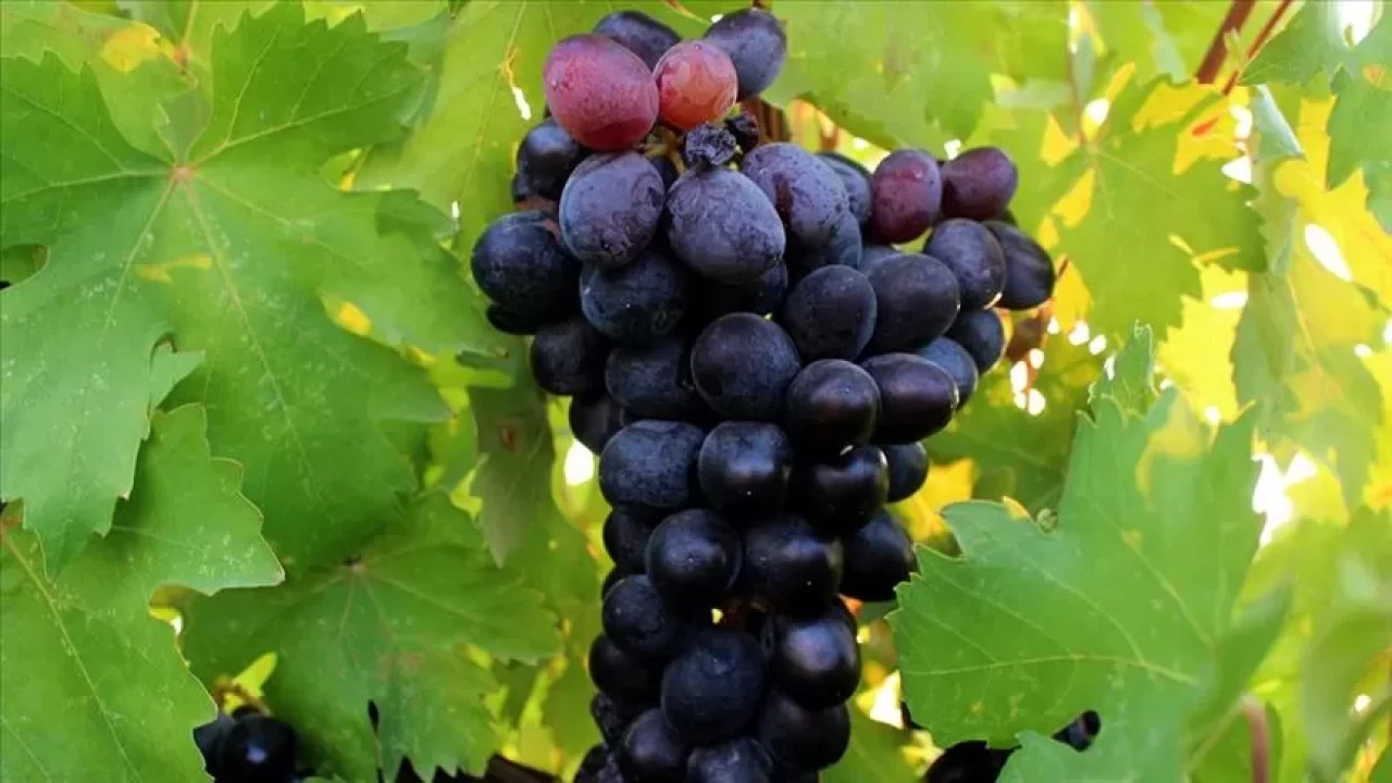 Siyah üzüm kaç kalori? Besin değerleri ve sağlığa faydaları