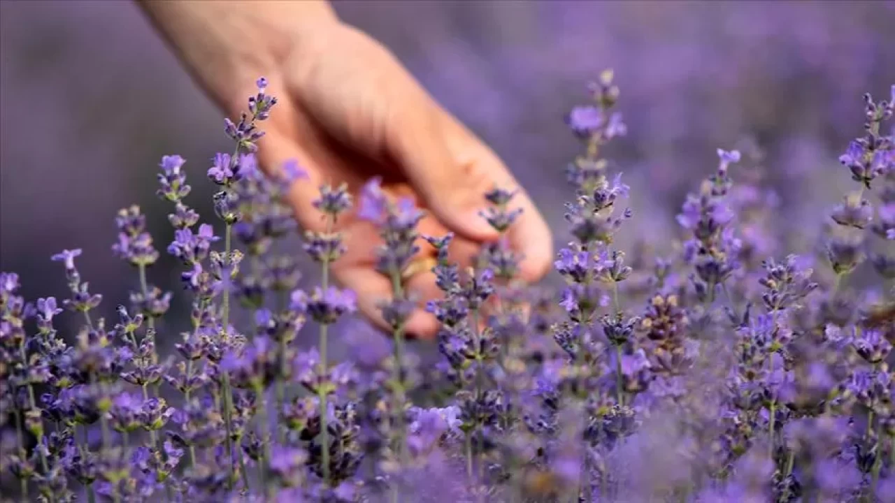 Mental sağlığı destekleyen küçük ev bitkileri! Doğanın terapi gücü