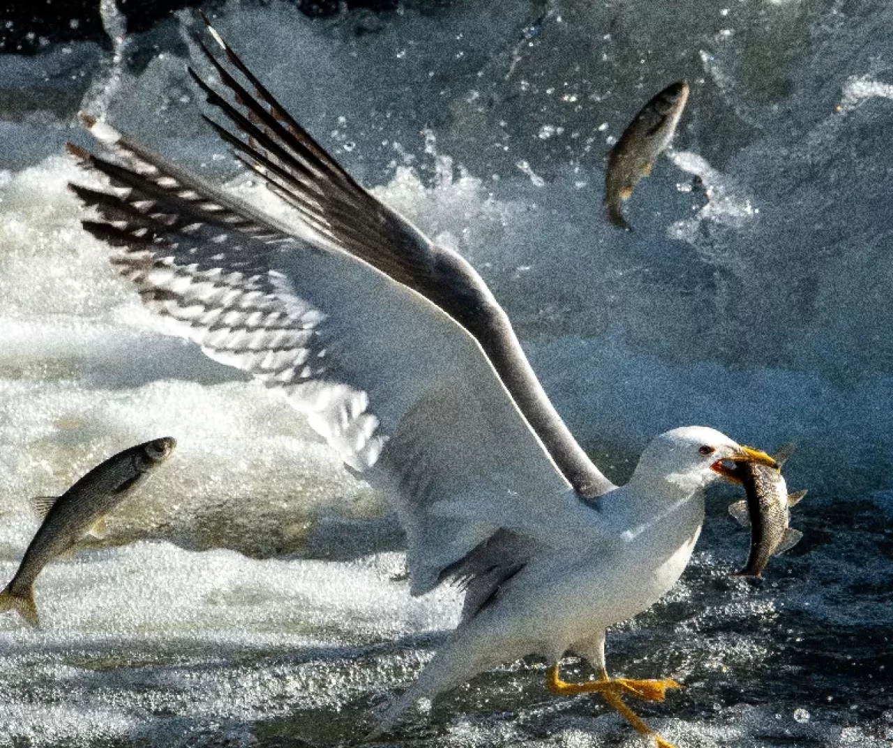 Van Gölü'nde avlanabilir balık stoku 7 bin 500 ton