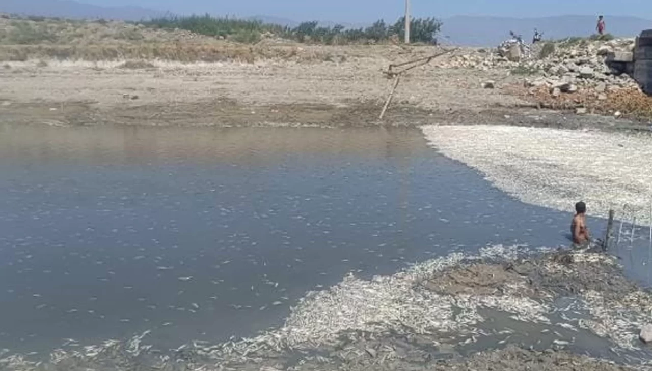 Hatay'da su seviyesi azaldı, balık ölümleri arttı
