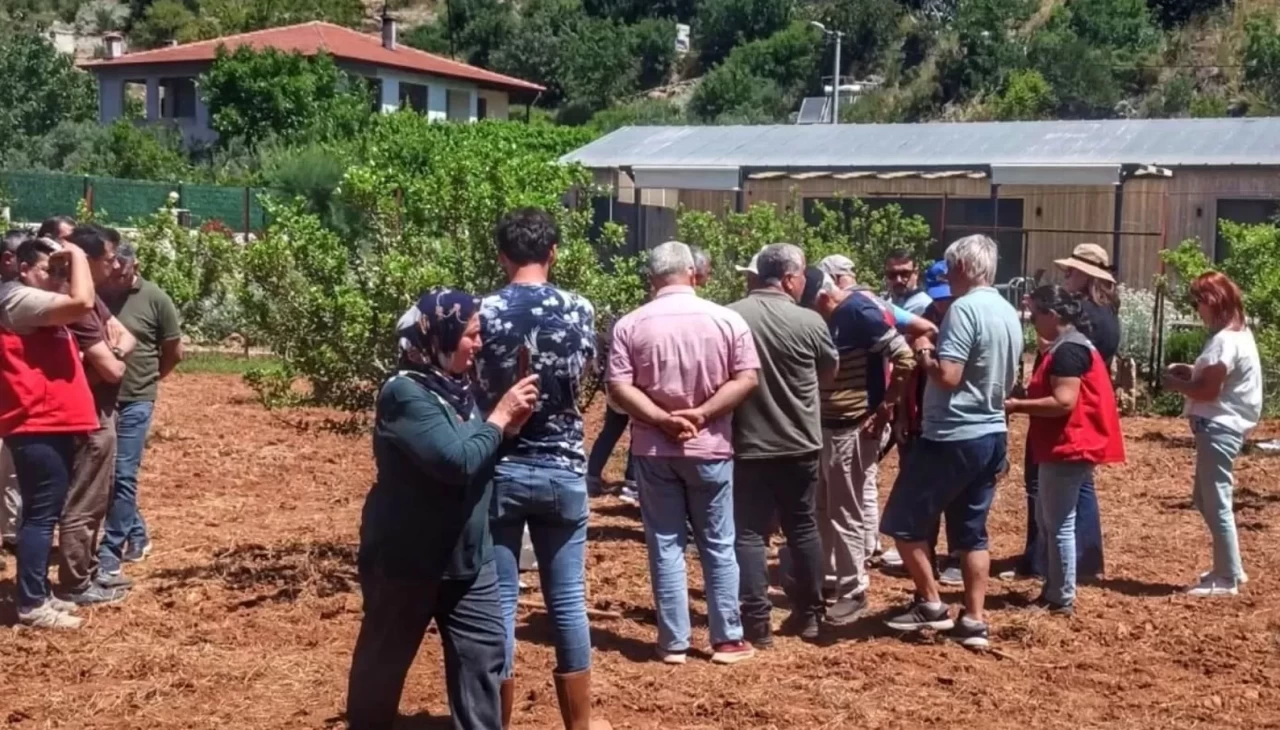 Muğla’da sakız hasadı başladı