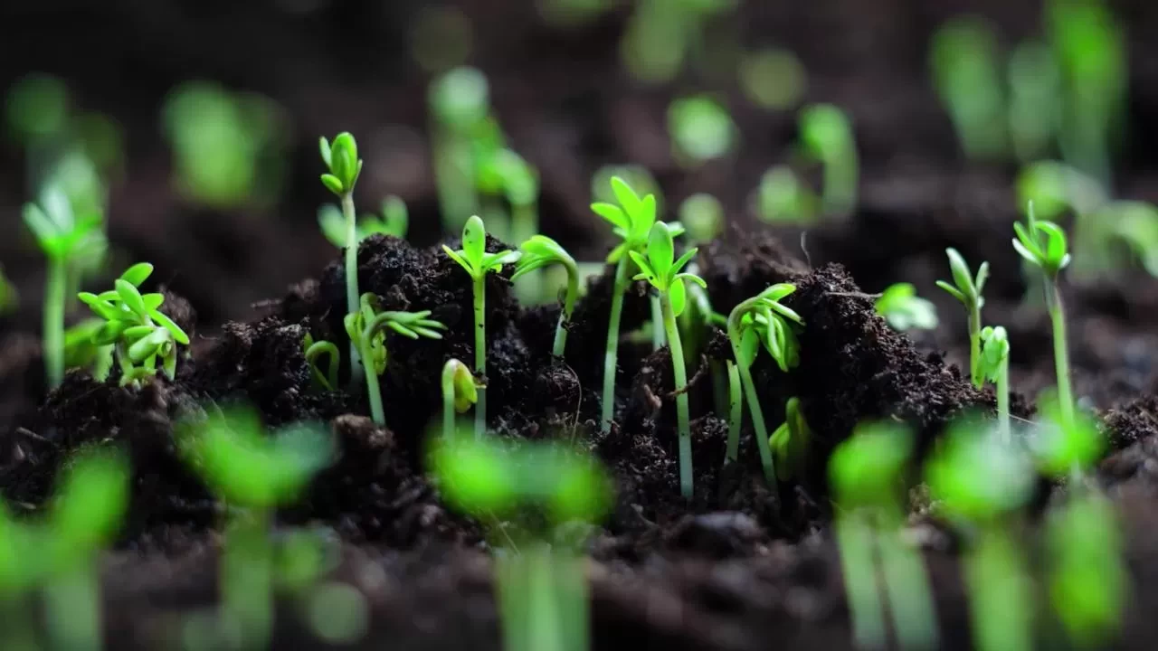 Bitkisel üretim desteklerine yönelik esaslar düzenlendi