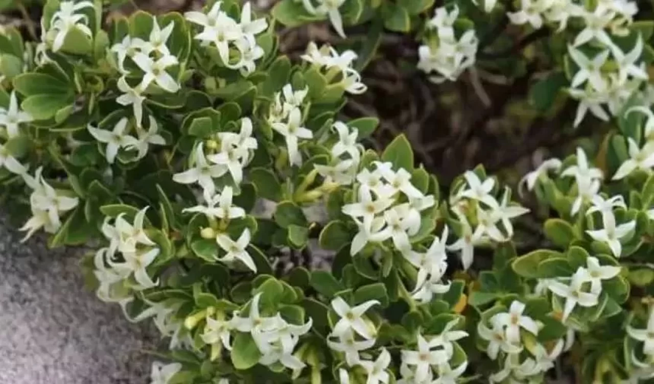 Yoğurt otu kullanmadan önce bu uyarılara dikkat edin