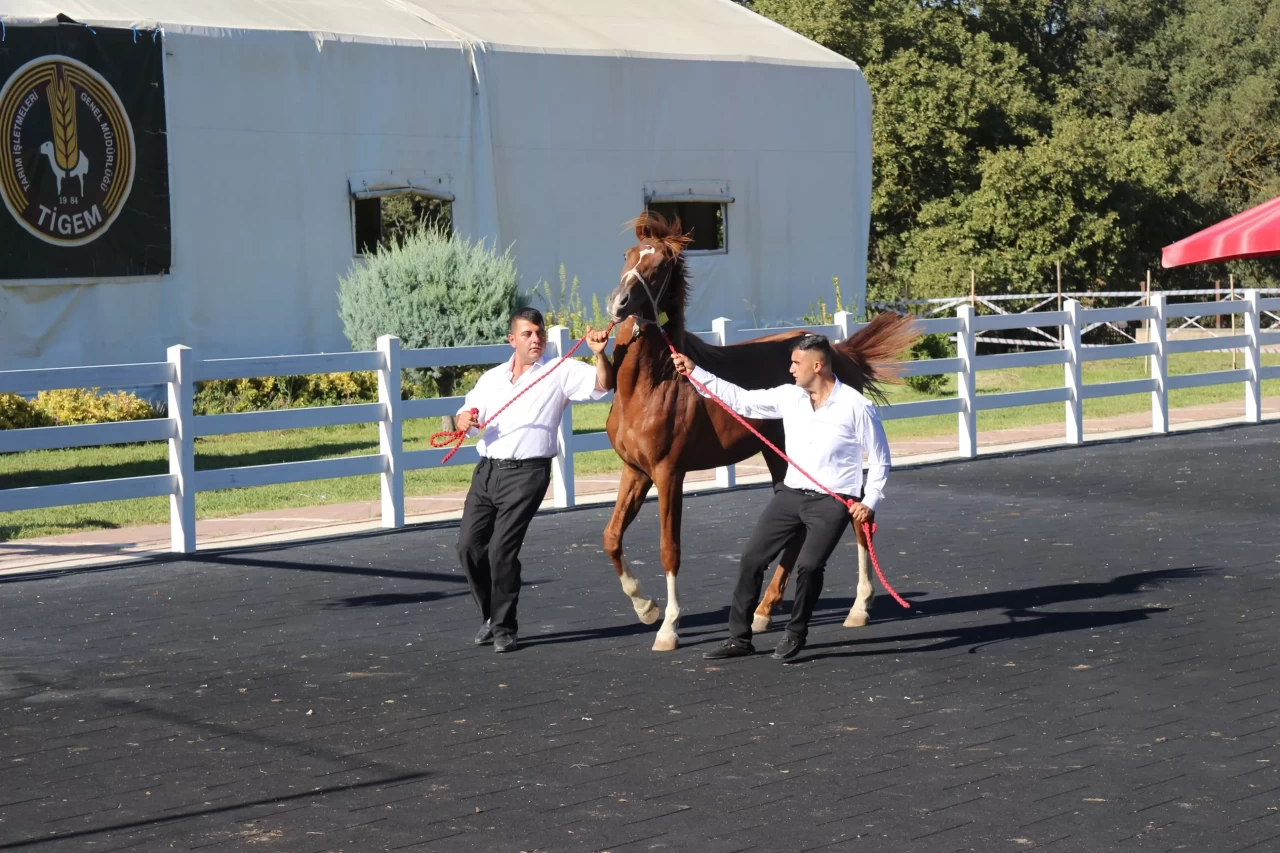 58 tay 25 milyon liraya satıldı