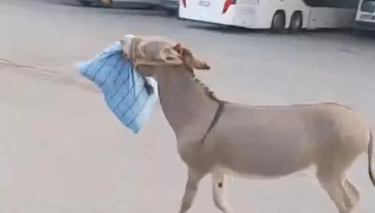 Edirne Otogarı'nda ilginç anlar: Eşek bu kez otobüs şoförünün yastığını çaldı