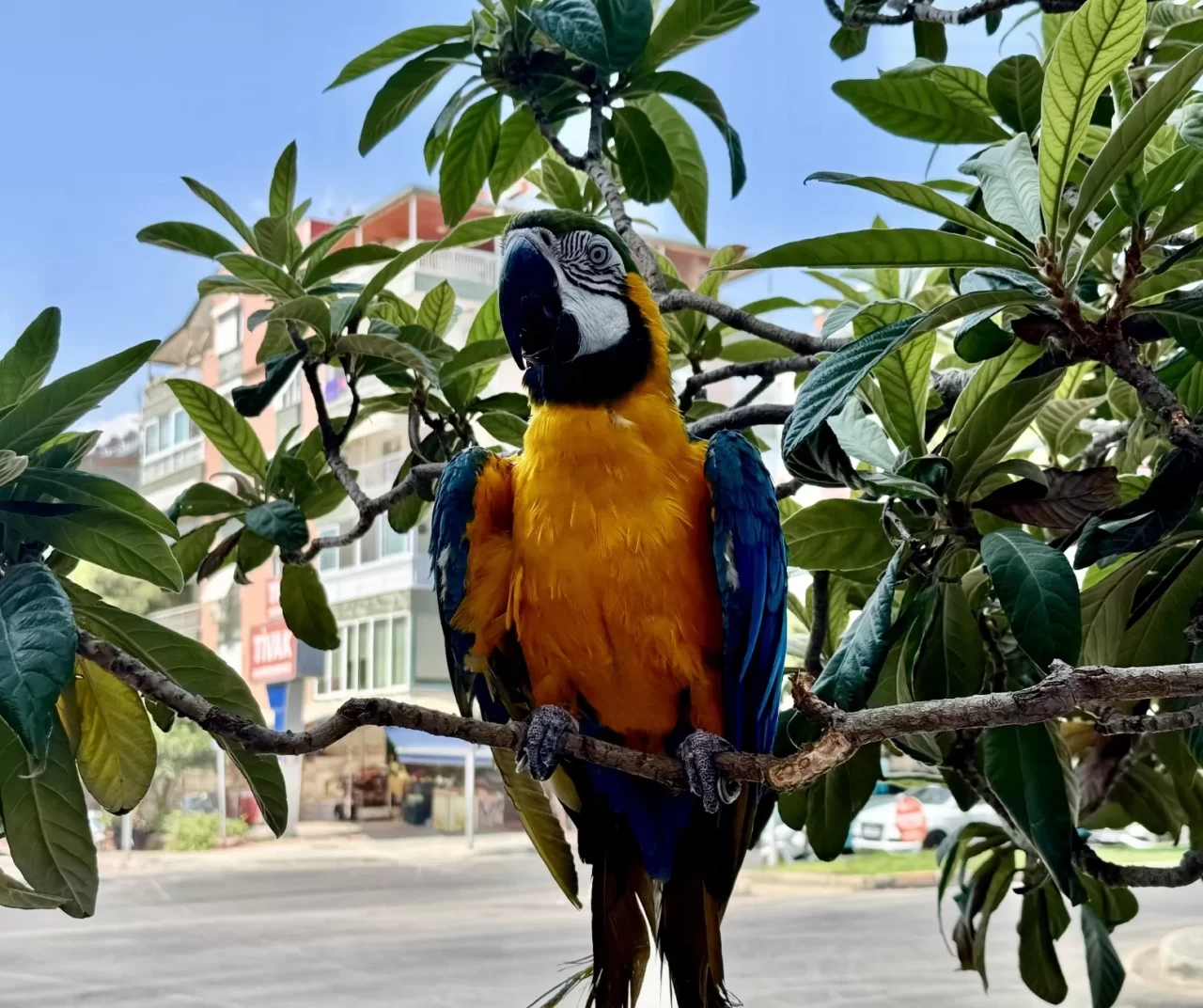 Antalya'da çalınan papağan  ‘Cabbar’ bulundu