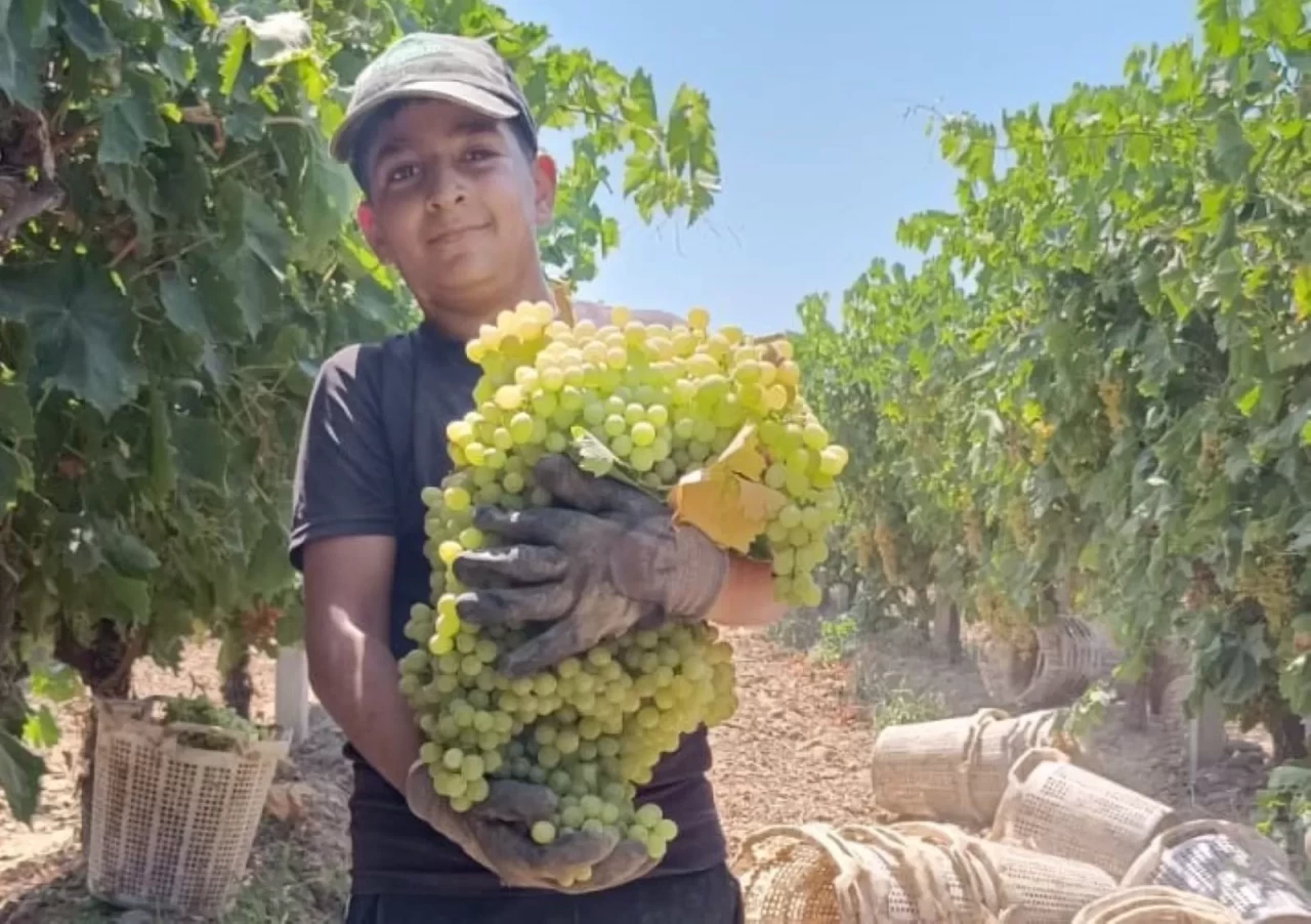 Manisa'da 7 kilo 250 gramlık üzüm salkımı