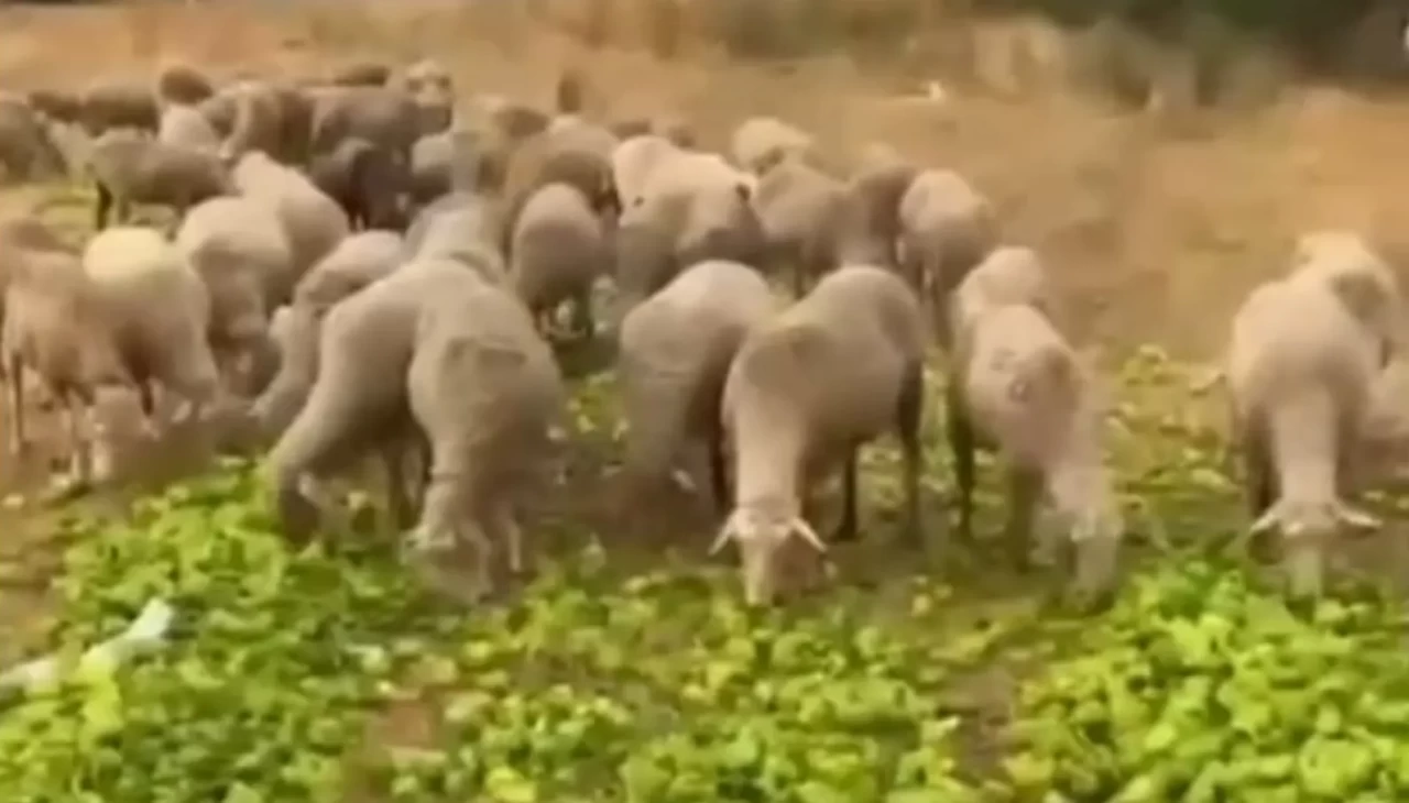 Biber videosu sosyal medyayı karıştırdı! Gerçek çok başka çıktı