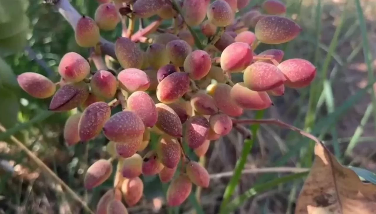 TİGEM'de fıstık hasadı başladı