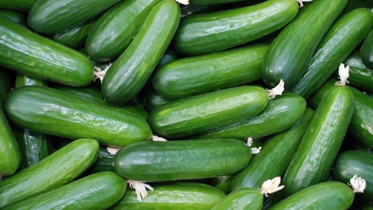 Salatalıkta Tazeliğin Sırrı: Haftalarca Çıtır Çıtır Kalmanın Yöntemi!