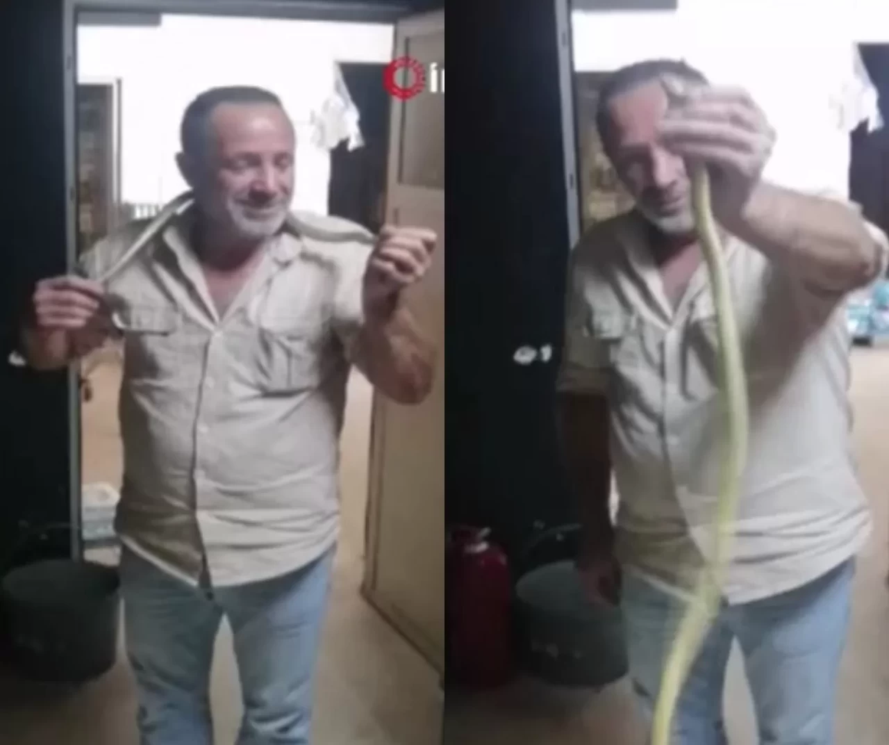 2 metrelik yılana "kanka" dedi, boynuna doladı