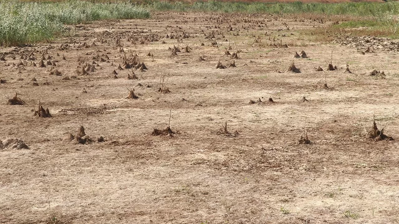 Tekirdağ'da Yazır Göleti kurudu