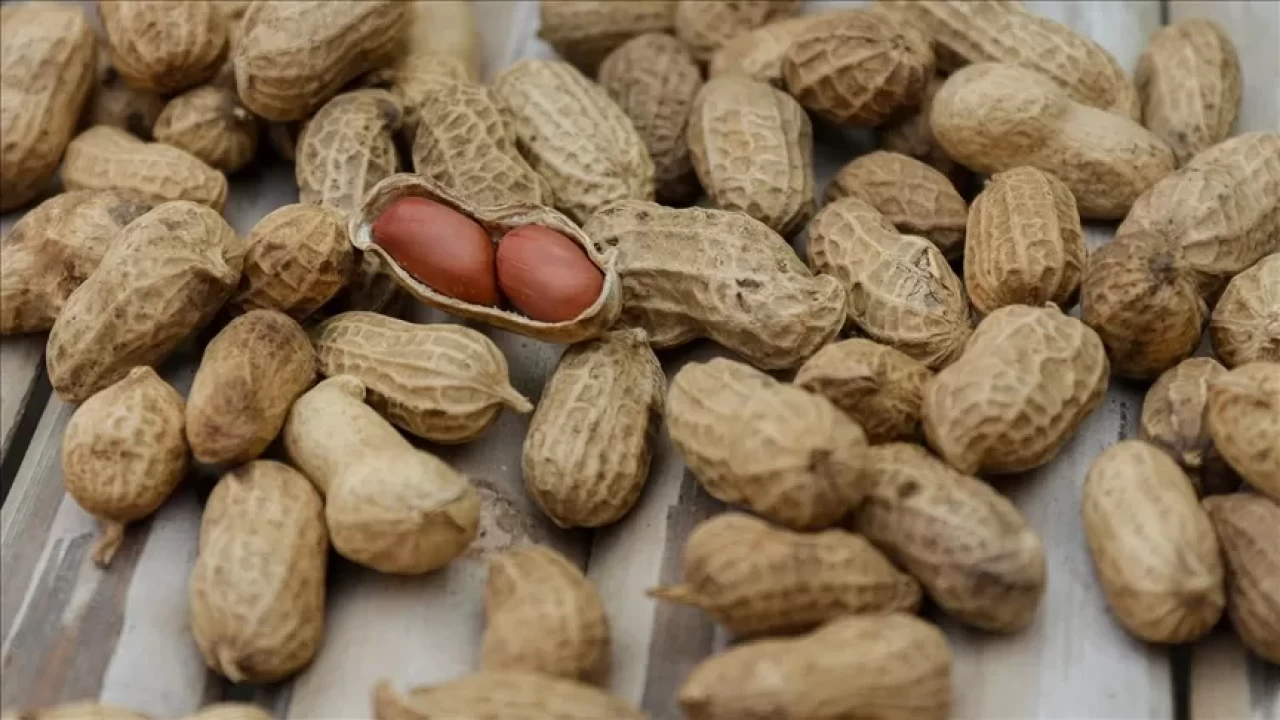 Yer fıstığı neden sağlıklıdır? 7 önemli faydası